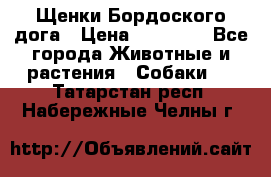 Щенки Бордоского дога › Цена ­ 60 000 - Все города Животные и растения » Собаки   . Татарстан респ.,Набережные Челны г.